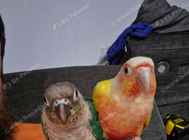 2 bonded unrelated conures.