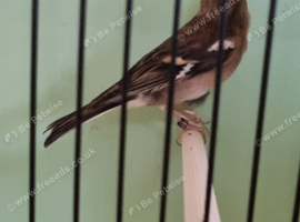 Chaffinch hen