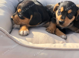 Beautiful cocker spaniel puppies