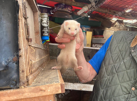 Young ferrets for sale