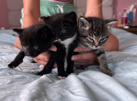 3 beautiful mischief makers