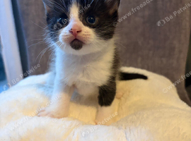 Kittens