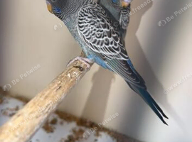 2 young black face budgies