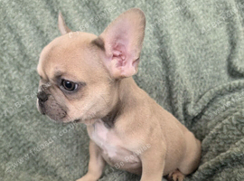 Beautiful Frenchie Pups