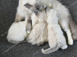 6 kittens 9 week old