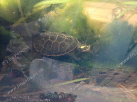 Male and female side neck turtles