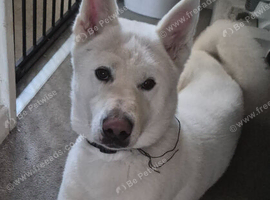 White akita