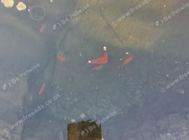 Pond fish