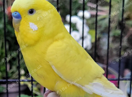 Various Stunning Quality Beautiful Budgies