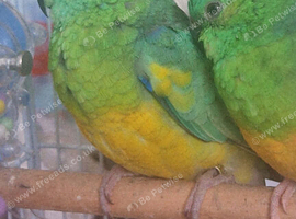 2 Red Rump Parakeets