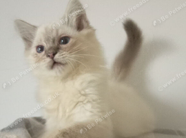 Pedigree Ragdoll kittens ready now