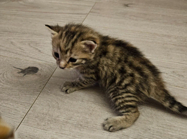 beautiful Bengal Cross Kittens