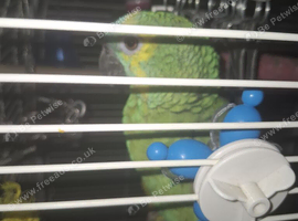 11 month old amazon