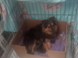 Pomeranian