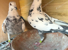 Tiger grizzle racing pigeons