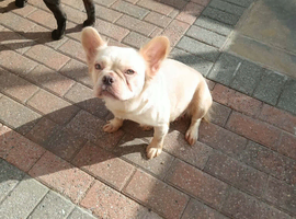 Visual Fluffy pink carrying French bulldogs