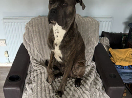 Male cane corso x