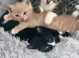2x gorgeous tabby boys
