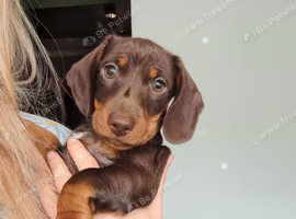 Gorgeous Chocolate Dachund boy puppy - last one from litter of 5