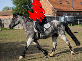 Perfect 2nd Pony Blue Roan Mare !!!REDUCED!!!