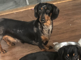 Gorgeous mini smooth haired dachshund
