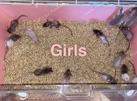 Beautiful baby rats available now!