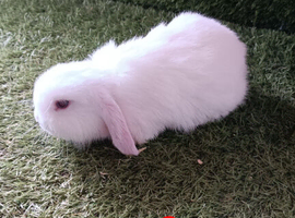 Pure mini lops