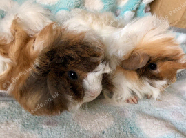 Beautiful Peruvian brothers