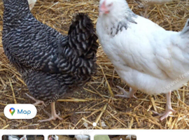 Coloured hybrids pullets
