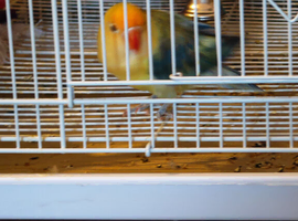X2 love birds
