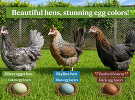 Coloured hybrid hens at pol