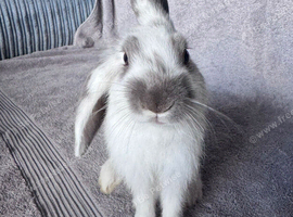 3 beautiful baby bunnies available