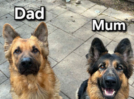 Beautiful Plush Coated German Shepherd Puppies