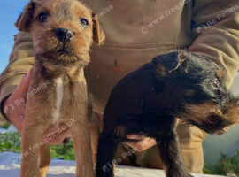 Lakeland / Patterdale Terrier Puppies