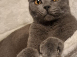 4 Male Kittens for Sale &ndash; Vaccinated and Ready for Their New Homes