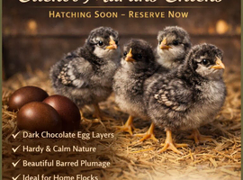 Cuckoo Marans Chicks Hatching Soon &ndash; Reserve Now