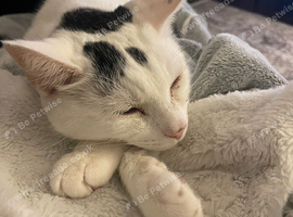 Lovely cat looking for a new home