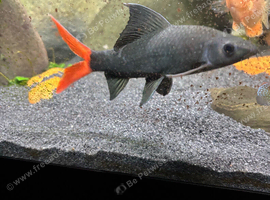 Red tail shark