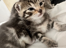 Unique kittens looking for new homes