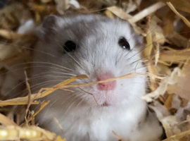 Older Russian dwarf hamster brothers