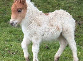 Miniature Shetland foals