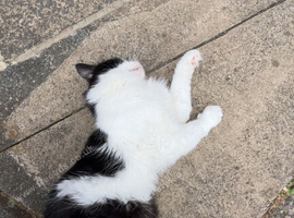 Selling my cat due to moving house and not being able to afford him no more.