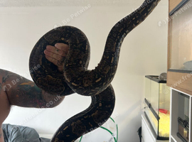 Boa constrictor
