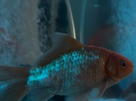 beautiful goldfish