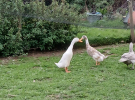 Young male runner ducks