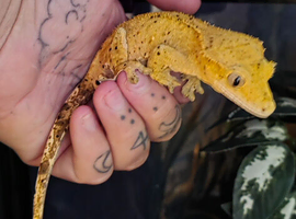 Beautiful handled crested gecko.