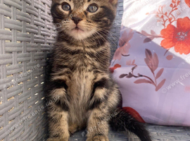 Tabby and ginger Kittens