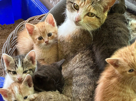 Domestic shorthair kittens for sale