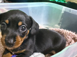 Beautiful Dachshund puppy