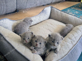 British Shorthair kittens